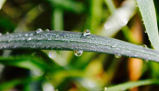 Foto close-up van gras