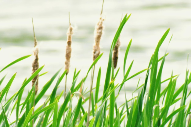 Foto close-up van gras