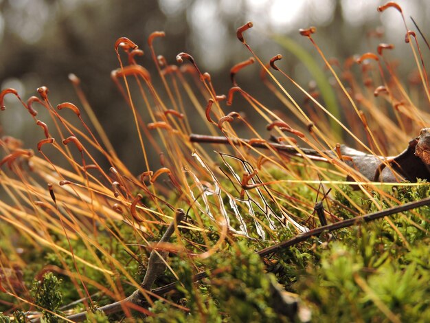 Foto close-up van gras