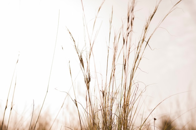 Foto close-up van gras