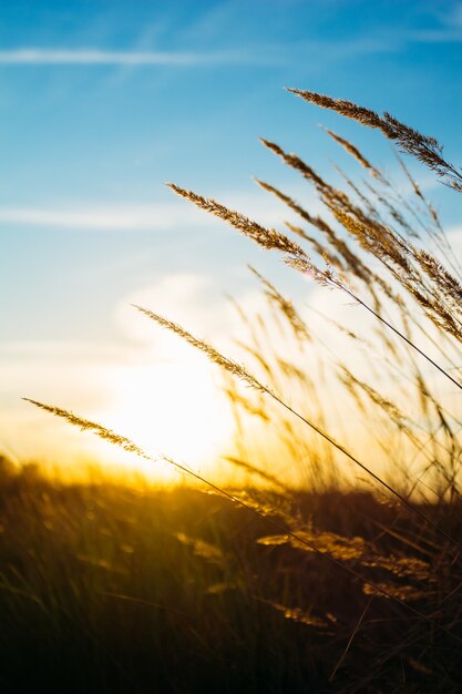 Close-up van grasgebied bij zonsondergang