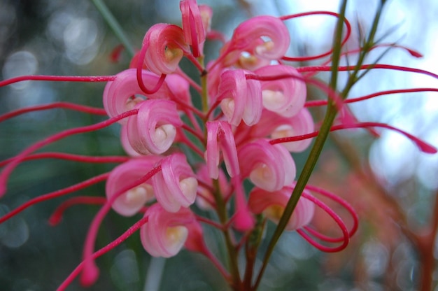 Close-up van Grevillea jhonsonii in de natuur