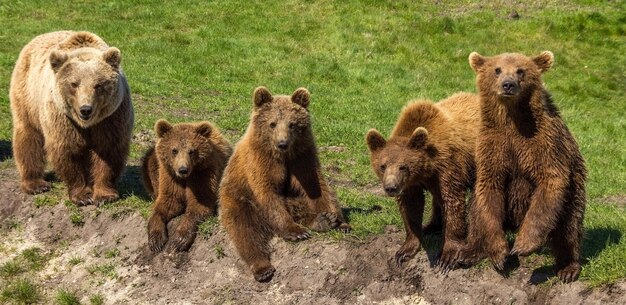 Close-up van grizzlyberen op een grasveld