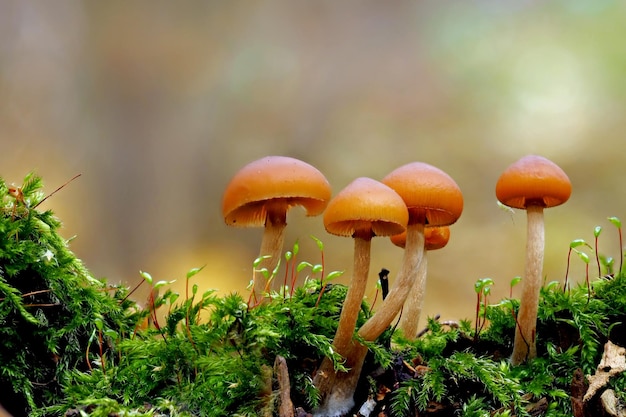Foto close-up van groeiende galerina paddenstoelen