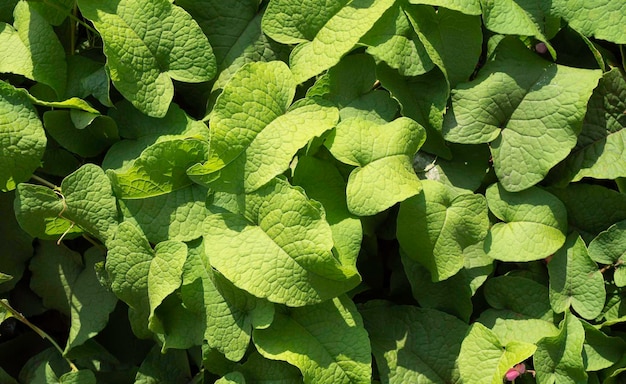 Close up van groen blad en planten zijn in de natuur geweest