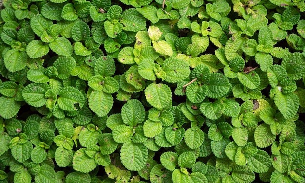 Close up van groen blad en planten zijn in de natuur geweest