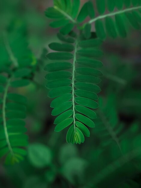 Close-up van groen blad in de tuin voor natuurlijke achtergrond Wereldmilieudag concept