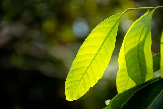 Close-up van groen blad natuur uitzicht op wazig groen achtergrond