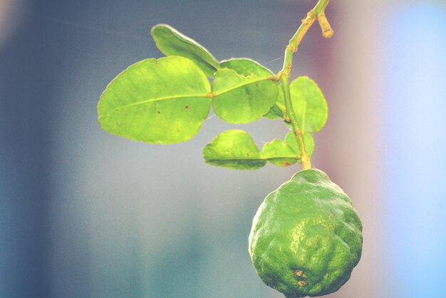 Foto close-up van groen fruit op een boom