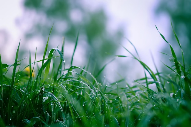 Close-up van groen gras met waterdruppels Ochtenddauw op zomerveld