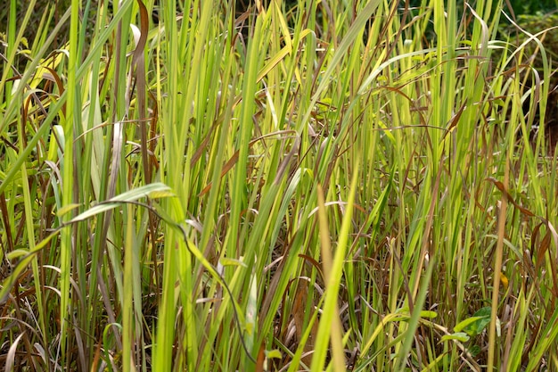 Close-up van groen gras op het veld