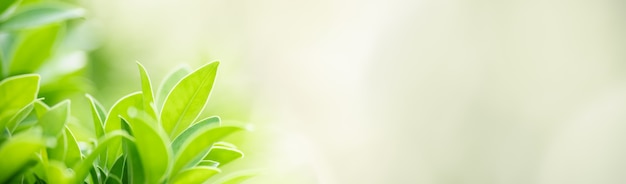 Close-up van groen natuurblad op vage groenachtergrond