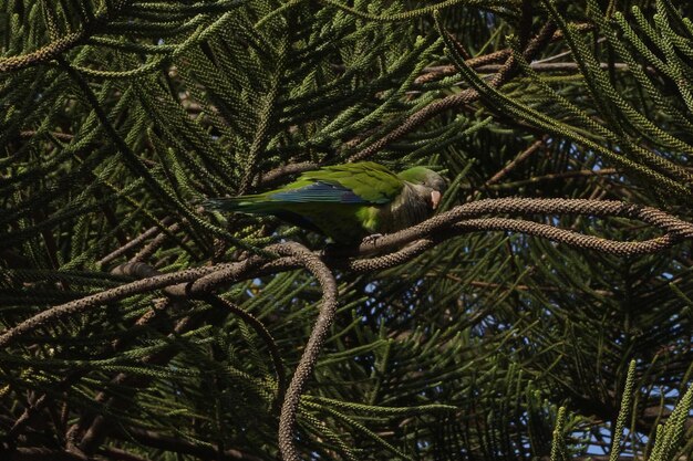 Foto close-up van groen op een boom