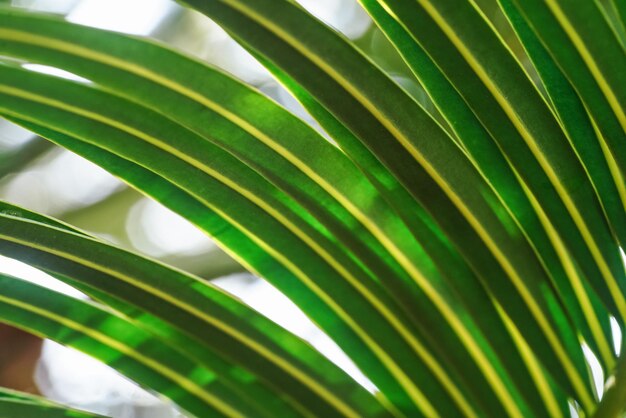 Close-up van groen palmblad, zon schijnt door.