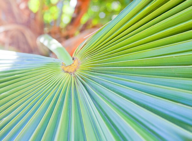 Close-up van groen palmblad