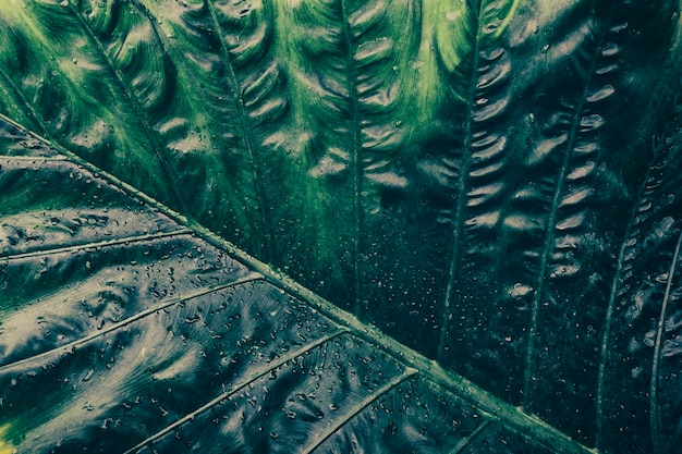 Close-up van groen palmblad