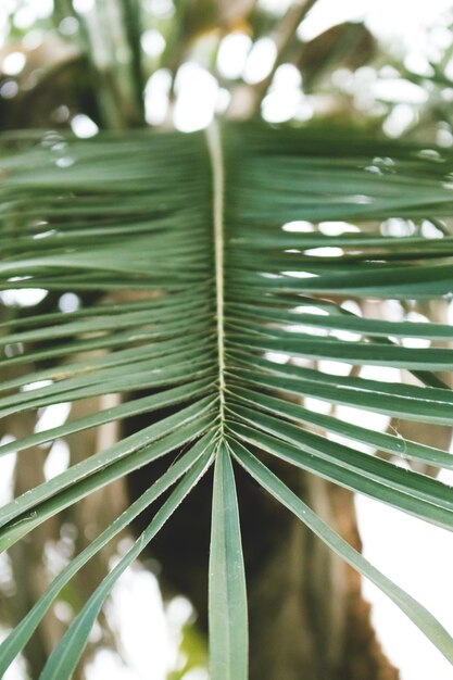 Close-up van groen palmblad