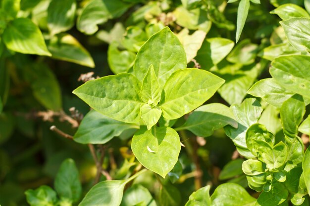 close-up van groen Thais basilicum in tuin