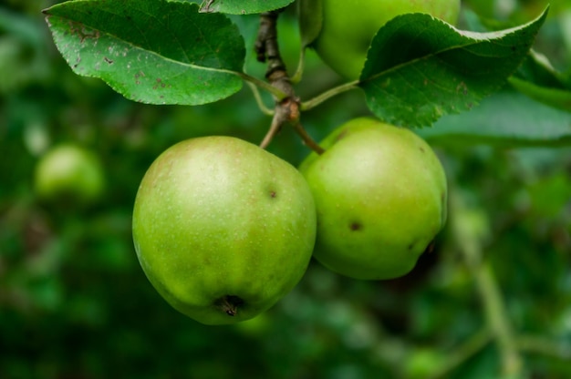 Close-up van groene appels op de boom