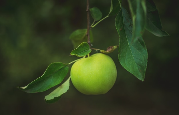 Close up van groene appels op een tak in de tuin