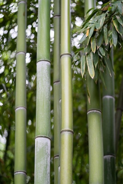 Close-up van groene bamboestengels in tropische parkbamboeplanten