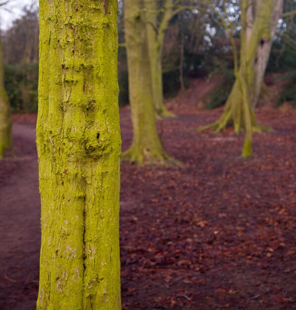 Close up van groene bemoste schors op boom