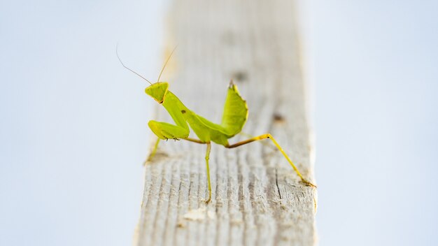 Close up van groene bidsprinkhaan (Mantis religiosa) Sochi, Russia