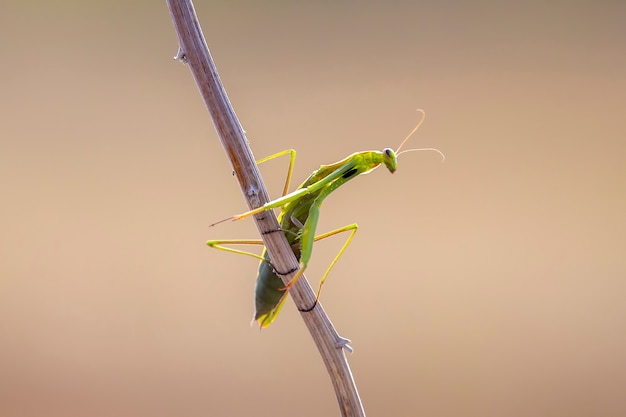 close-up van groene bidsprinkhaan op tak