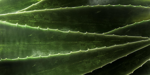 close up van groene bladeren aloe vera aloe vera is een zeer nuttig kruidengeneesmiddel voor huidzorg en haarzorg dat kan worden gebruikt als behandeling Donkere humeurige achtergrond