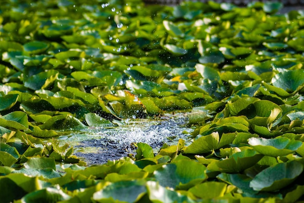 Foto close-up van groene bladeren die op het meer drijven