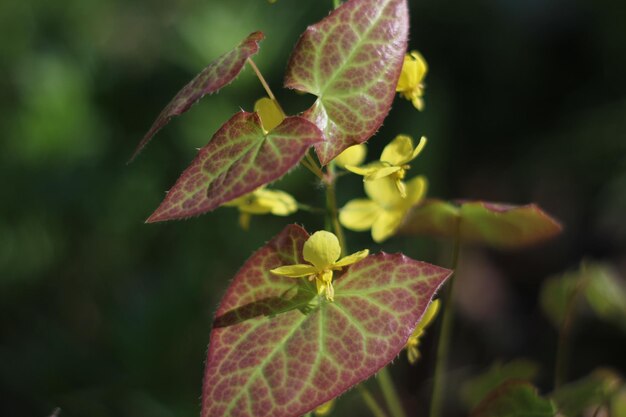 Foto close-up van groene bladeren op de plant