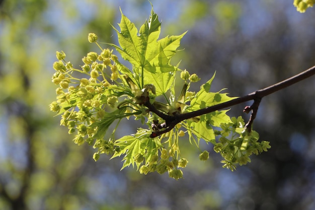 Close-up van groene bladeren op de plant