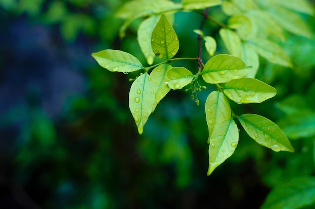 Close-up van groene bladeren op de plant