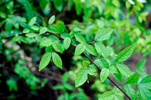 Close-up van groene bladeren op de plant
