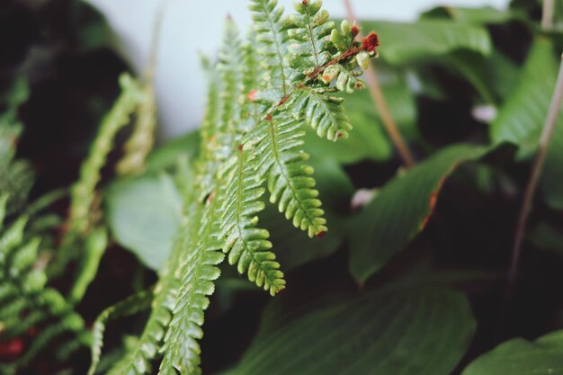 Foto close-up van groene bladeren op de plant