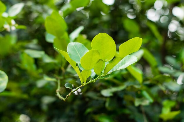 Foto close-up van groene bladeren op de plant