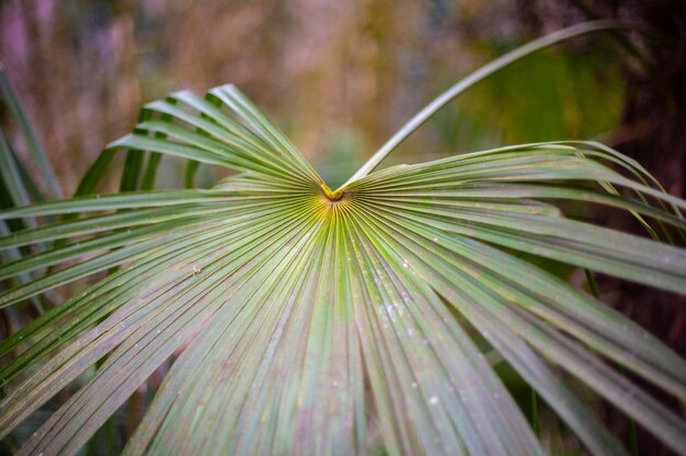 Foto close-up van groene bladeren op de plant