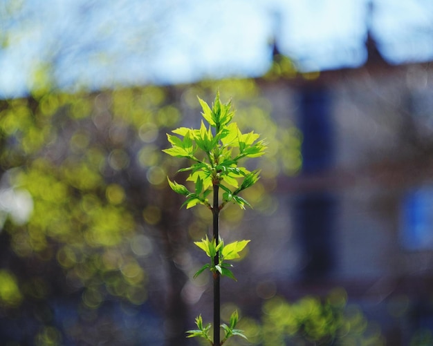 Foto close-up van groene bladeren op de plant