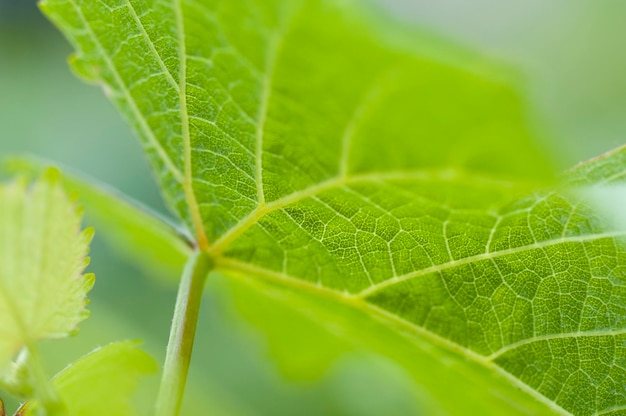 Close-up van groene bladeren op de stengel