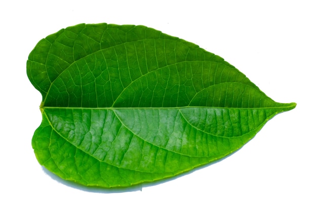 Foto close-up van groene bladeren tegen een witte achtergrond