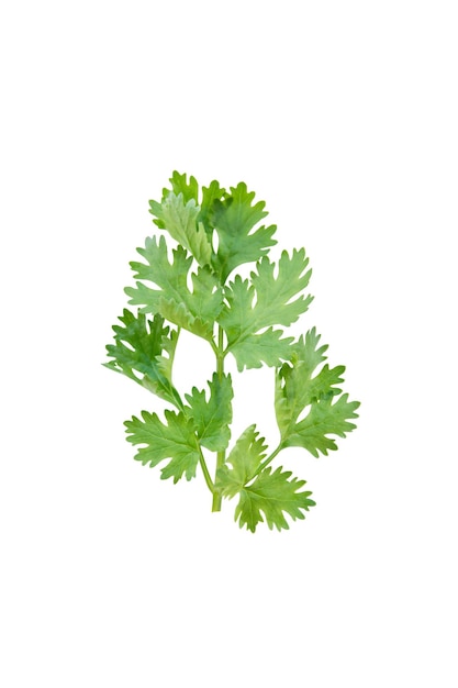 Close-up van groene bladeren tegen een witte achtergrond