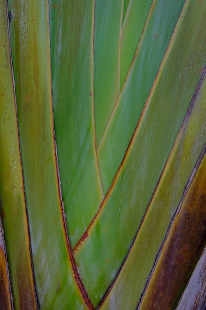 Close up van groene bladeren van een bananenboom
