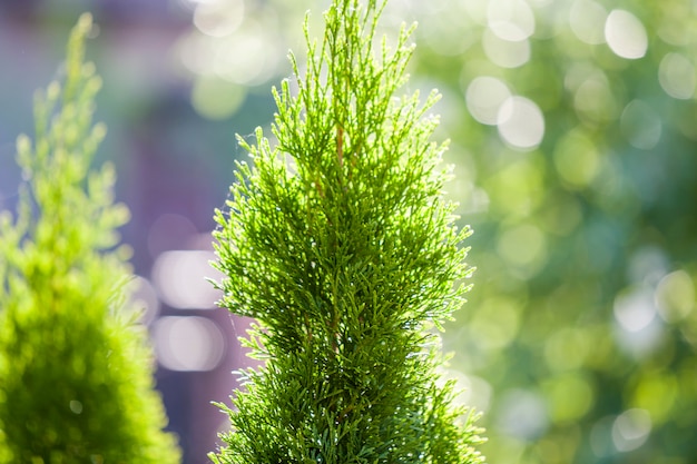 Close-up van groene bladeren van thujaboom