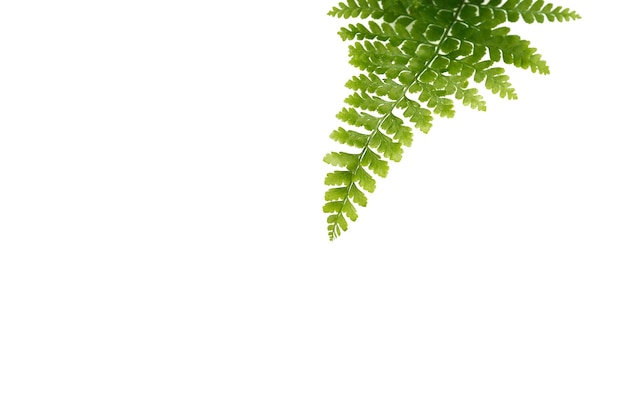 Close-up van groene bladeren van varens op een witte achtergrond