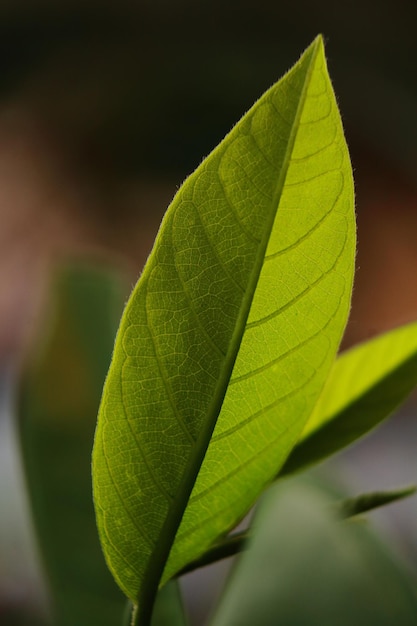 Close-up van groene bladeren