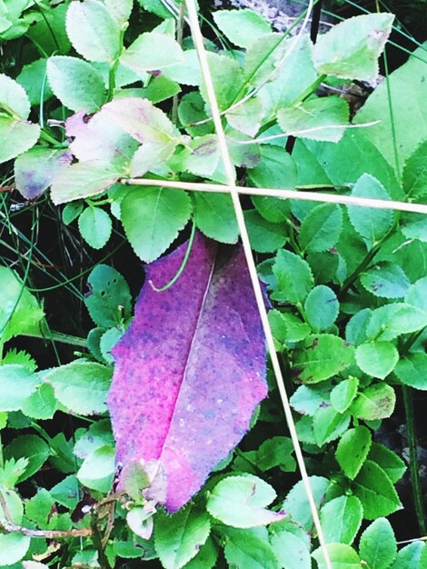 Foto close-up van groene bladeren