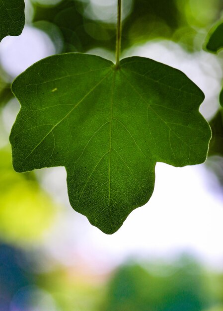 Close-up van groene bladeren