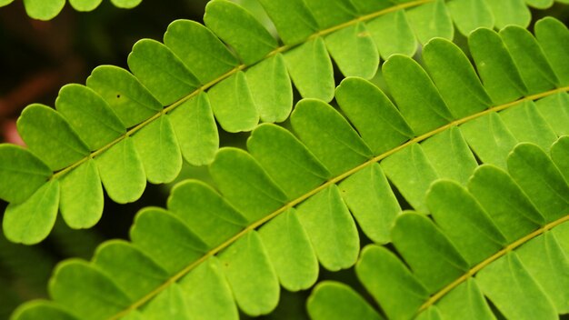 Foto close-up van groene bladeren