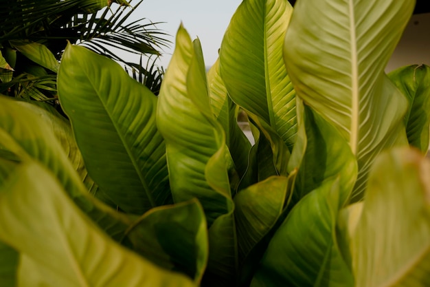 Foto close-up van groene bladeren