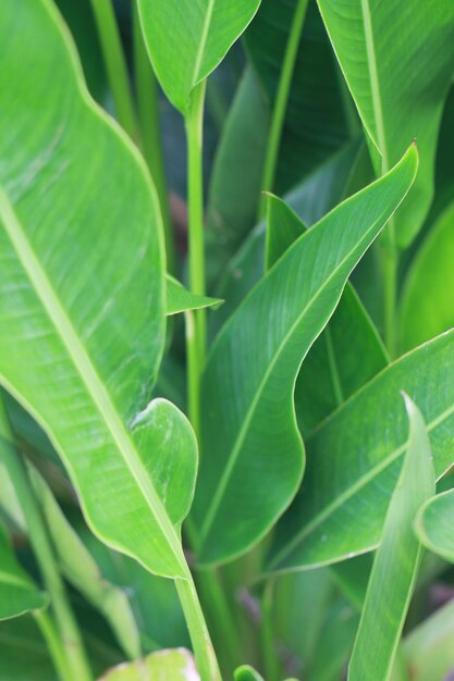 Close-up van groene bladeren